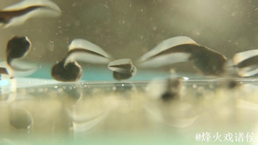 蝌蚪视频窝在线播放