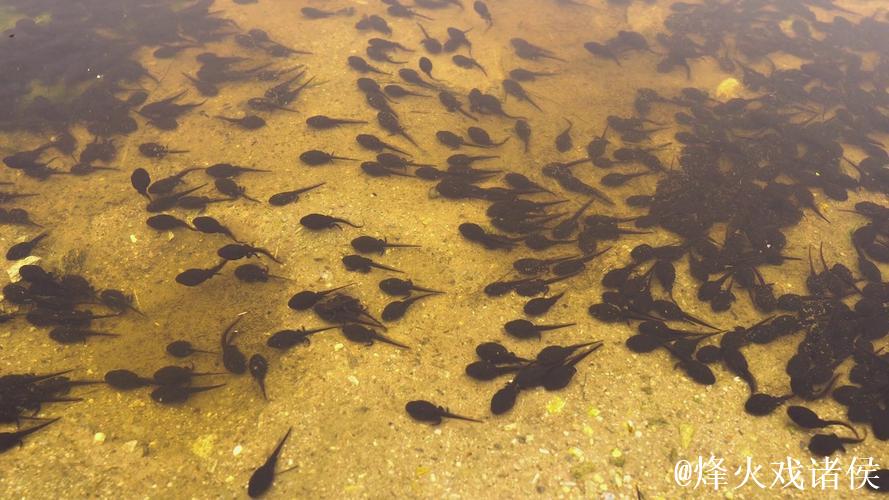 蝌蚪视频窝在线播放